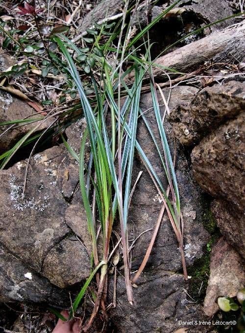 Scleria
