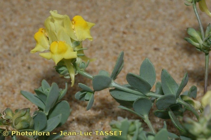 Linaria 21