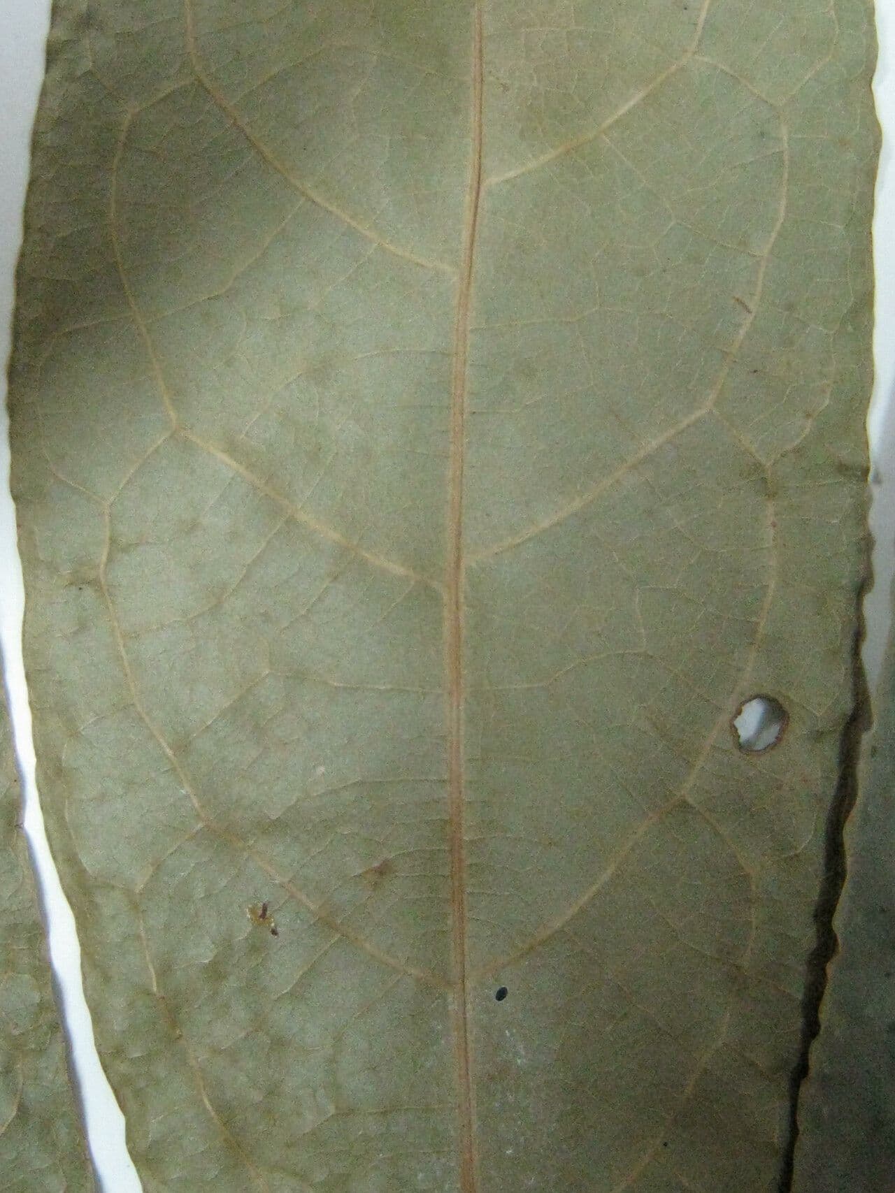 Aniba