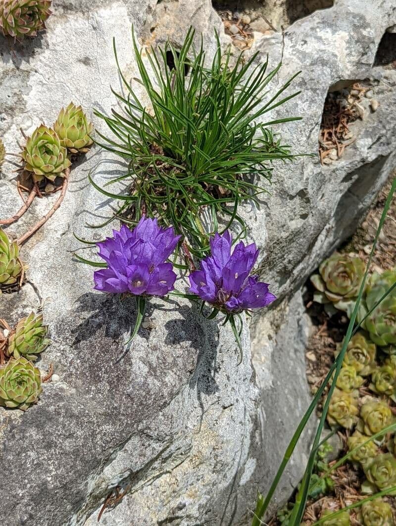 Grasblättrige Glockenblume 2