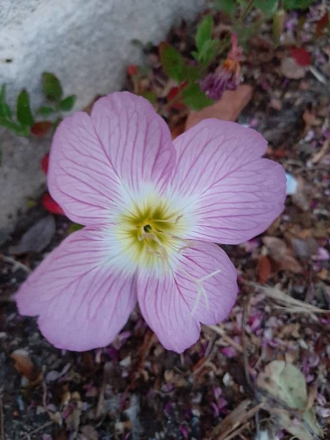 Enotera rosa 9