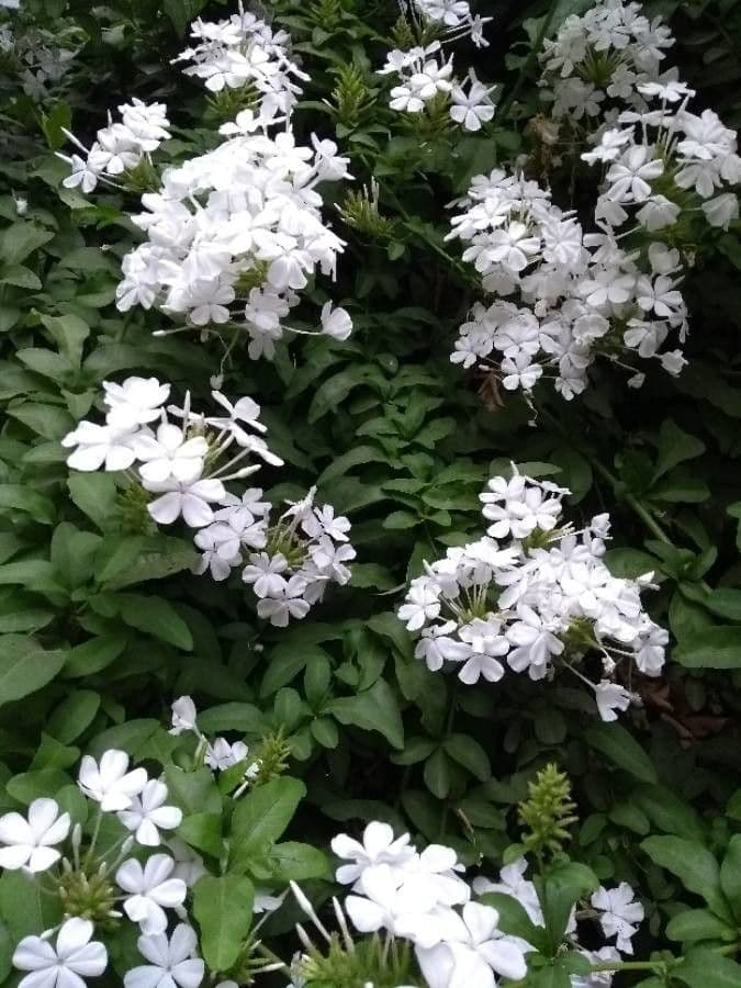 Plumbago auriculata 28
