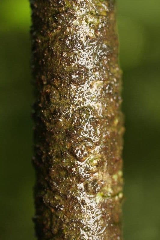 Palicourea 15