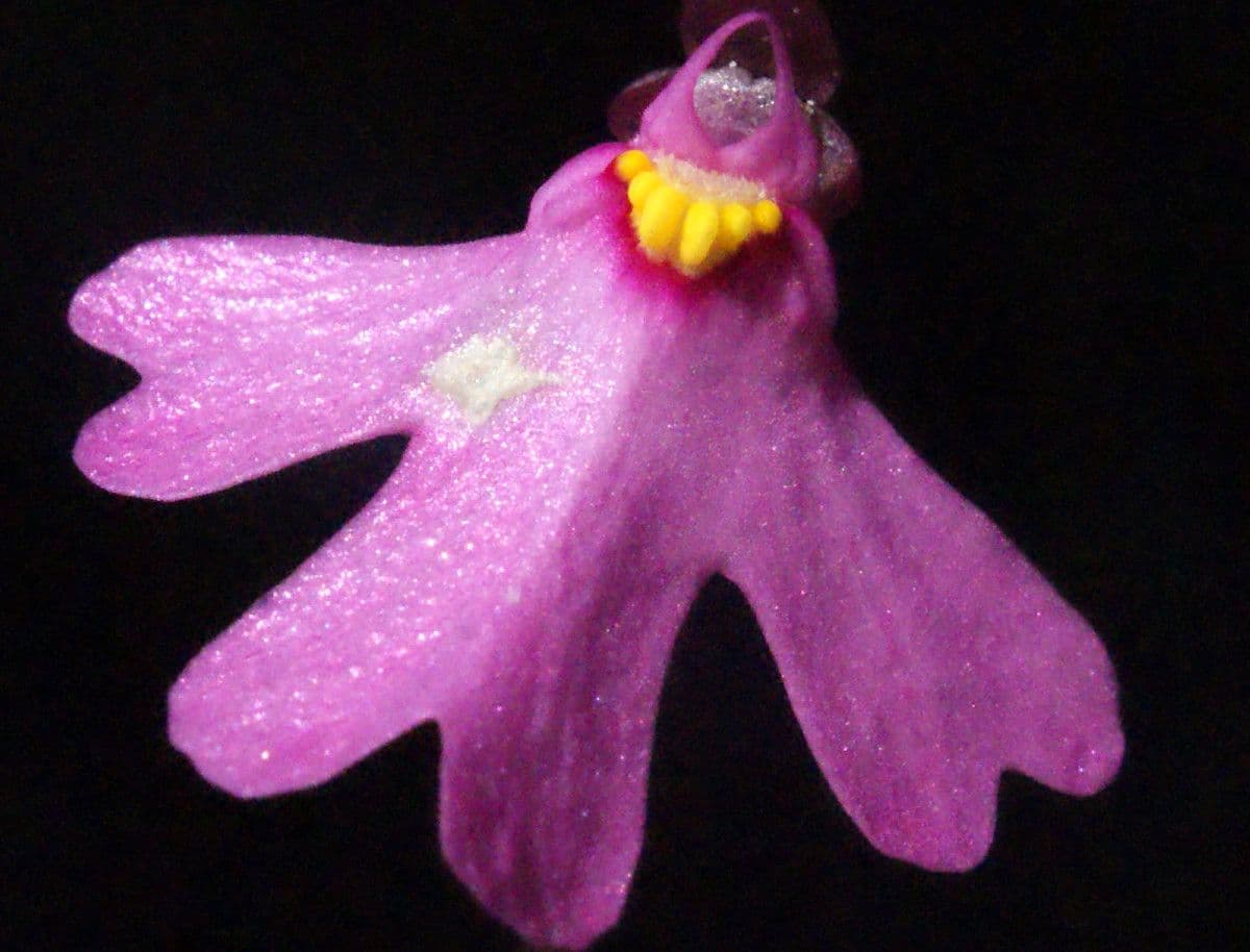 Utricularia multifida 3