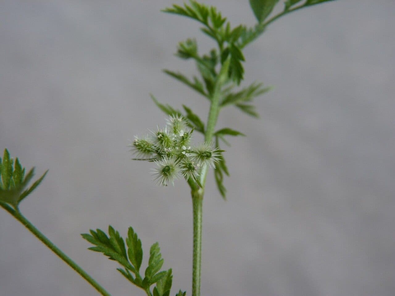 Lappola nodosa 6