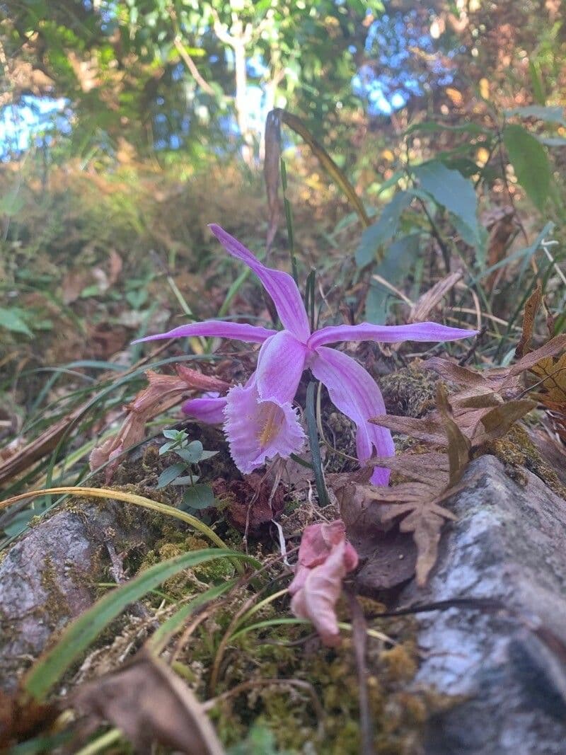 Pleione 4