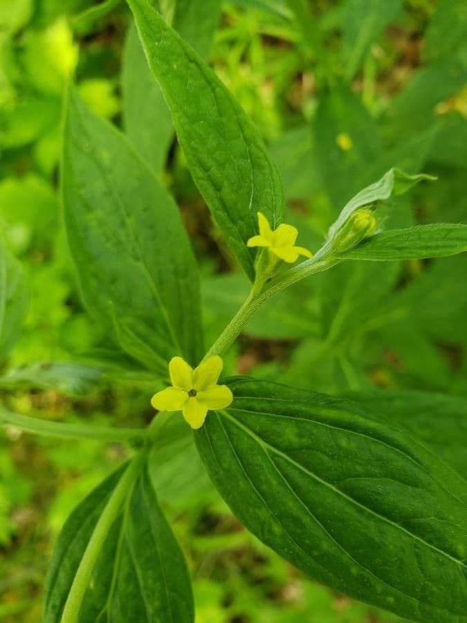 Lithospermum a foglie larghe