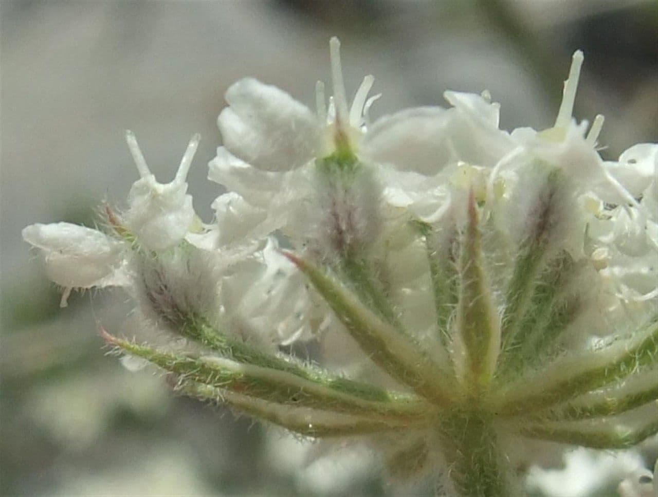 Athamanta cretensis 7