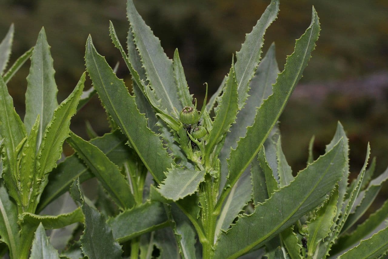 Greiskraut 25