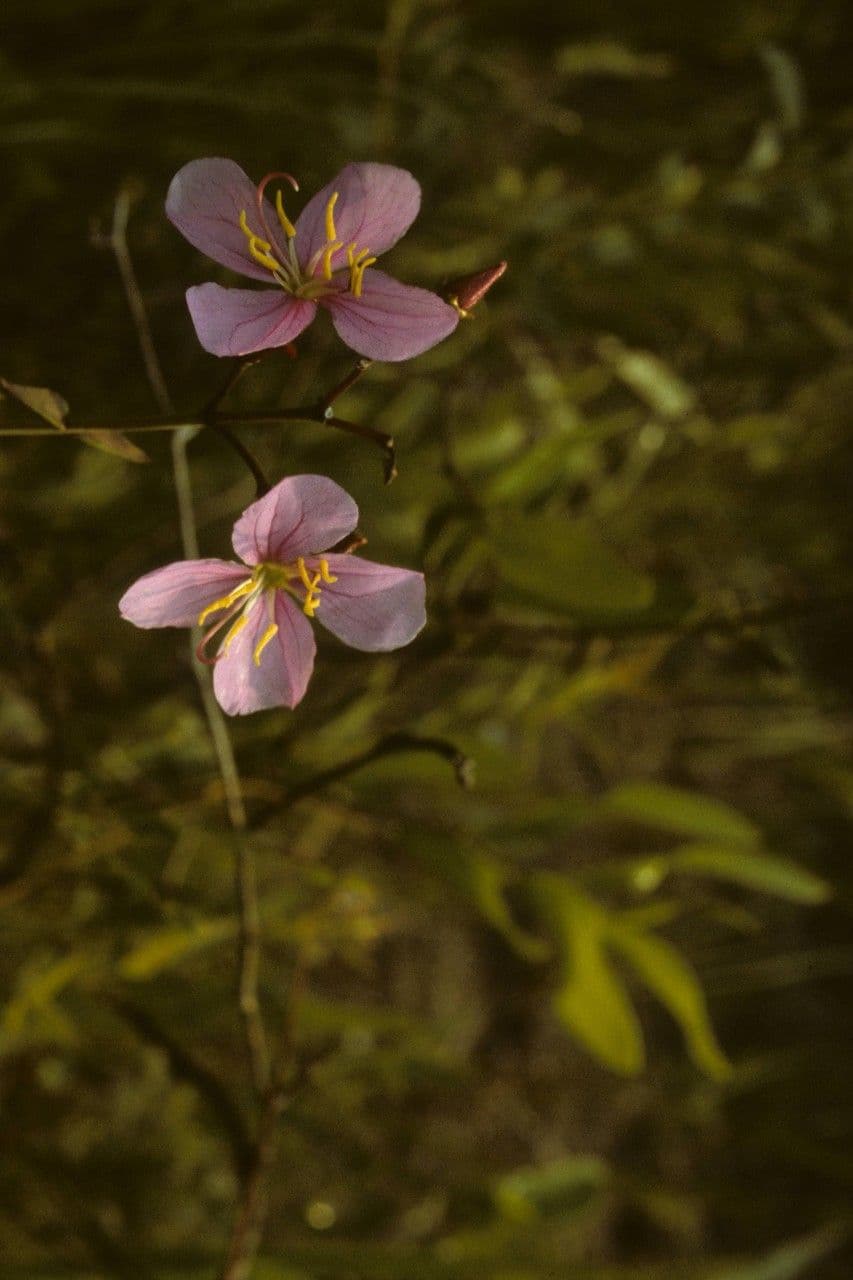 Rhexia alifana 8