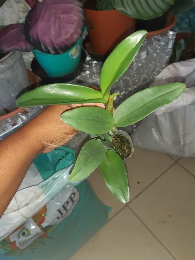 Cattleya 2