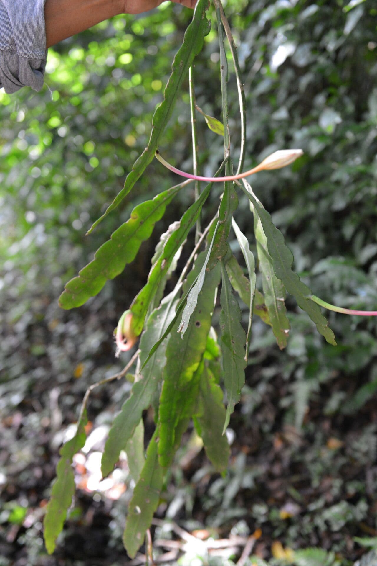 Epiphyllum 4