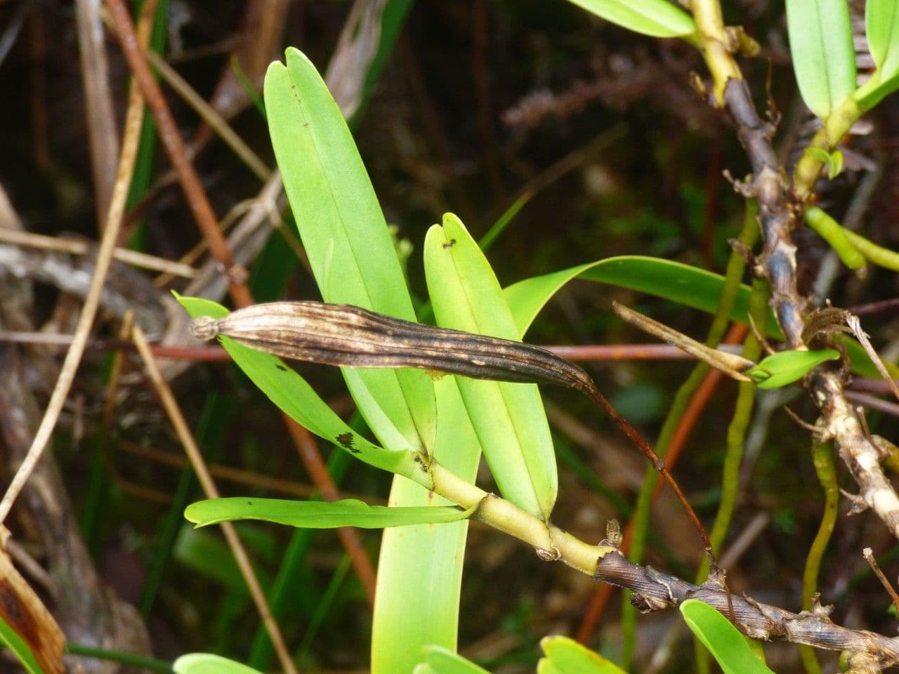 Jumellea