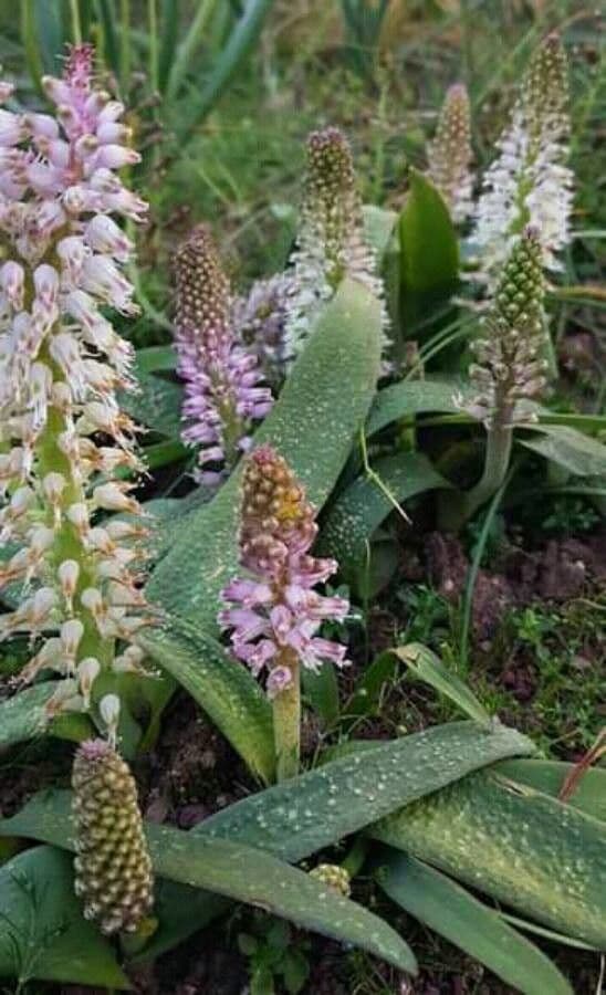 Lachenalia di Stayner
