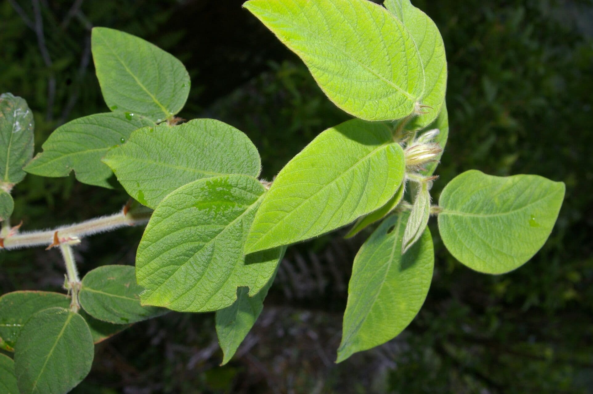 Desmodium