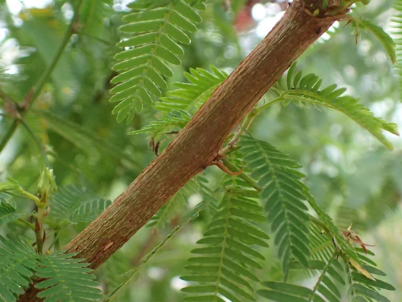 Mimosa 15