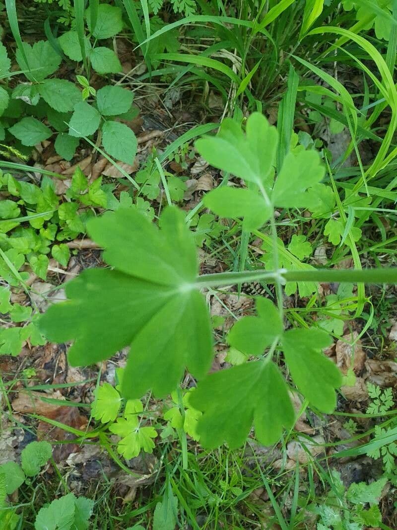 Alpine columbine 18