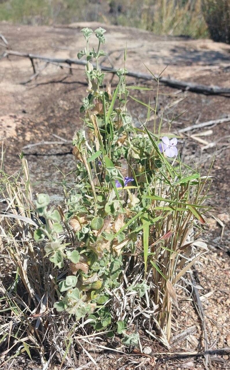 Barleria 9