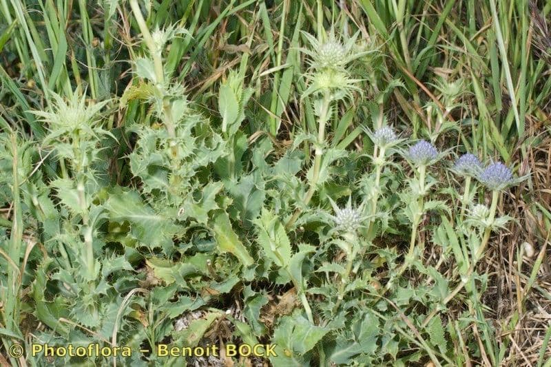 Panicaut 8