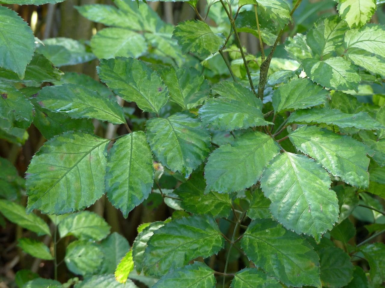 Polyscias balfouriana 6