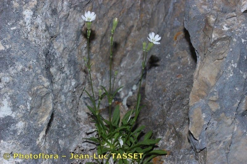 Silene 6