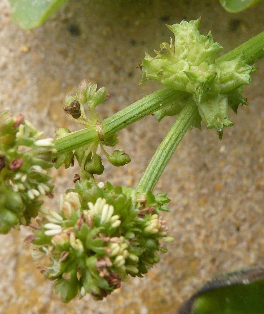 Abreojos 4