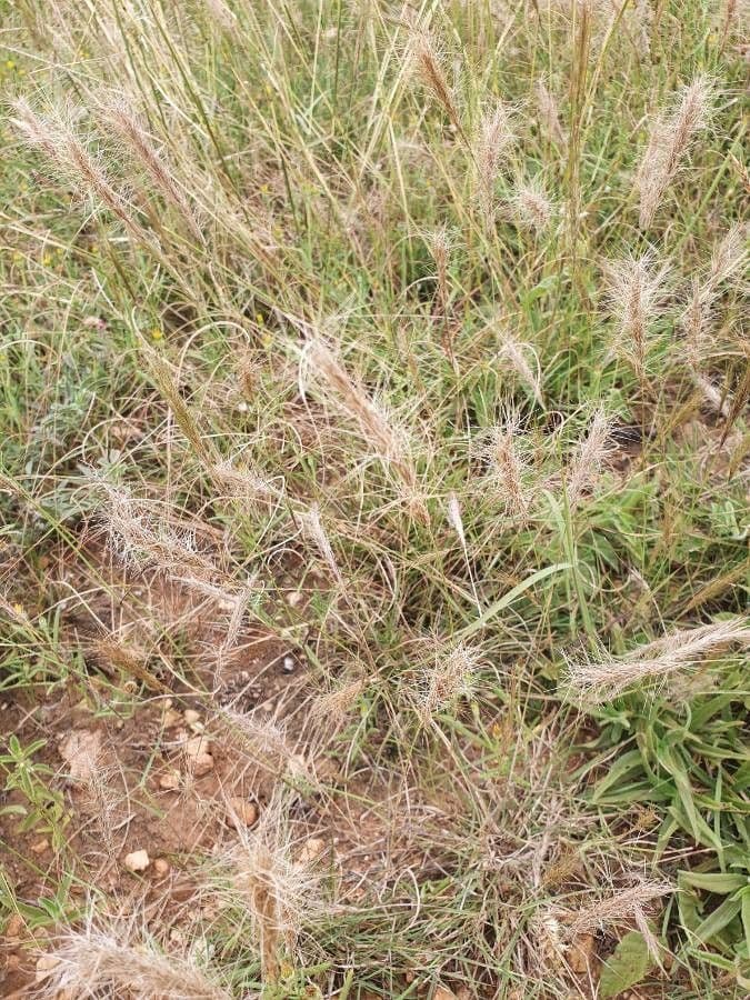 Aristida