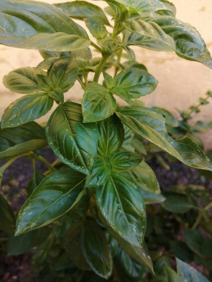 Basilic 27