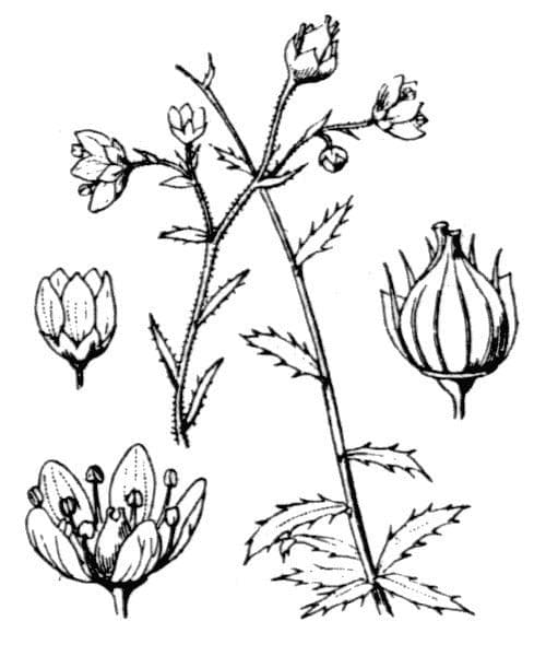 Rauer Steinbrech 21