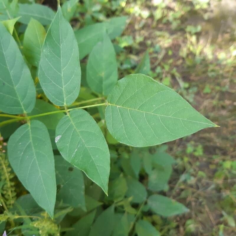 Amphicarpaea bracteata 18