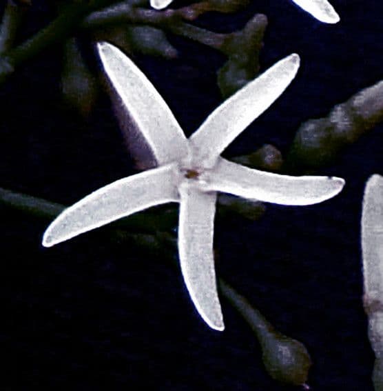 Alstonia 3