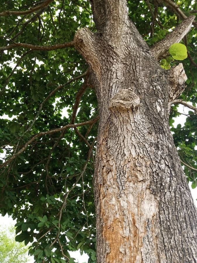 Sterculia 6