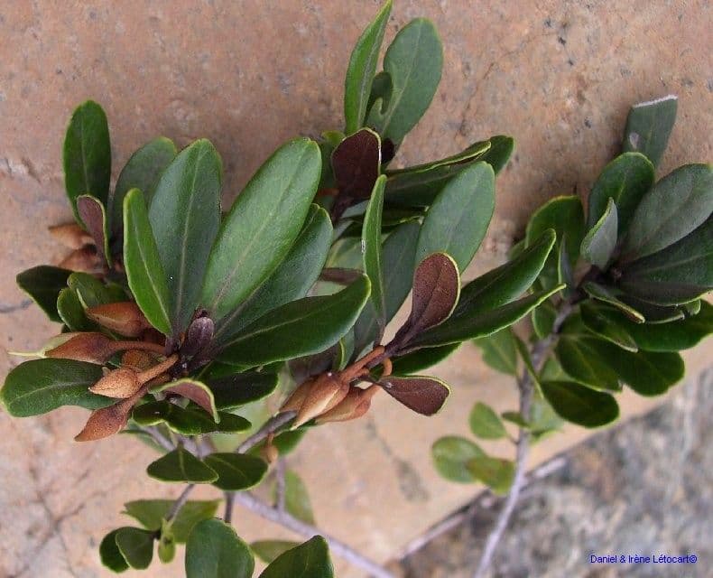 Planchonella a stilo sottile 4