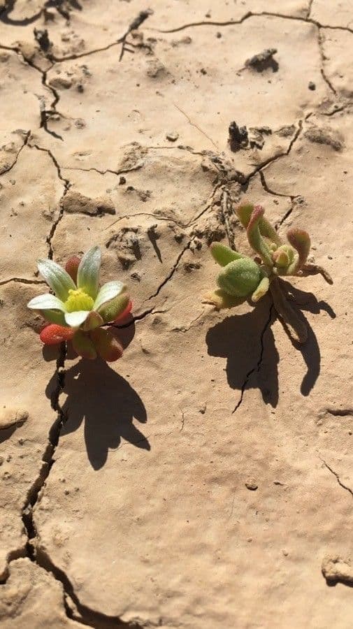 Androsace maxima 9