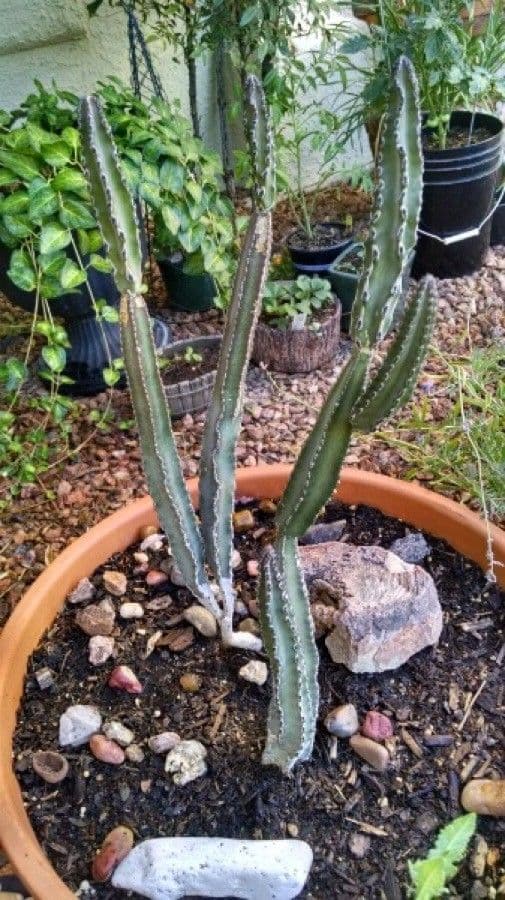 Cereus notturno del deserto 6
