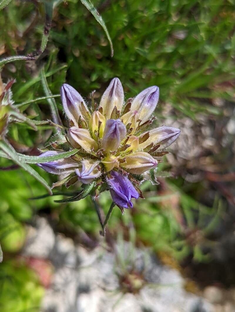 Edraianthus 2
