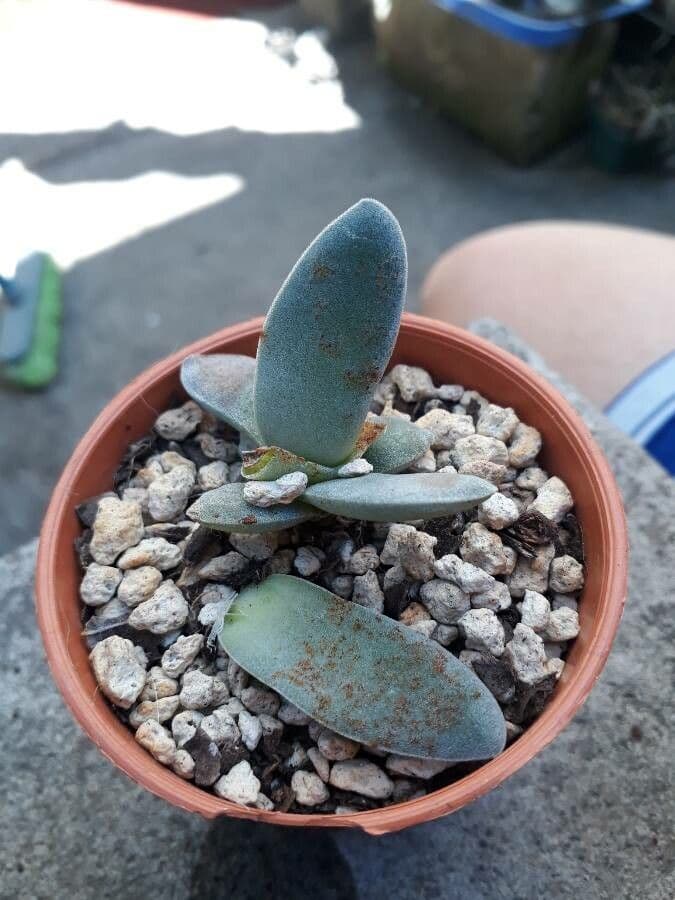 Crassula perfoliata 10