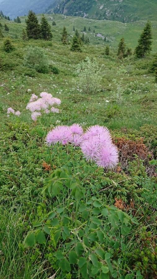 Akeleiblättrige Wiesenraute 27