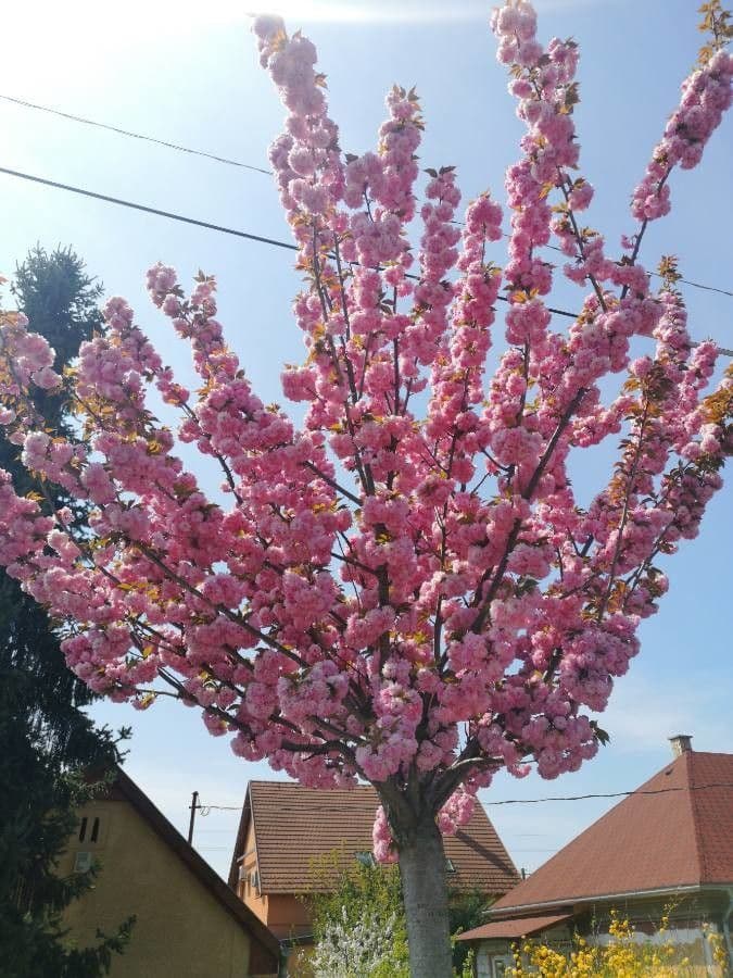 Ciliegio giapponese