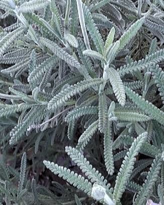 Lavanda dentata 18