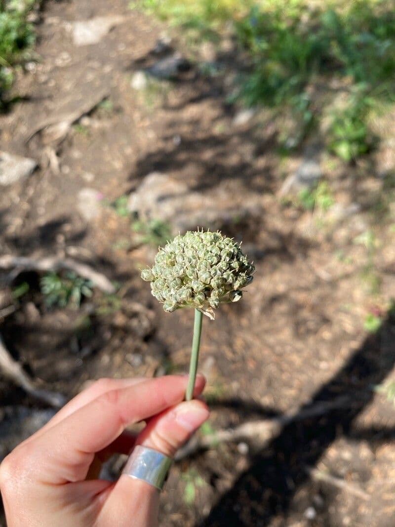 Aglio maculato 2