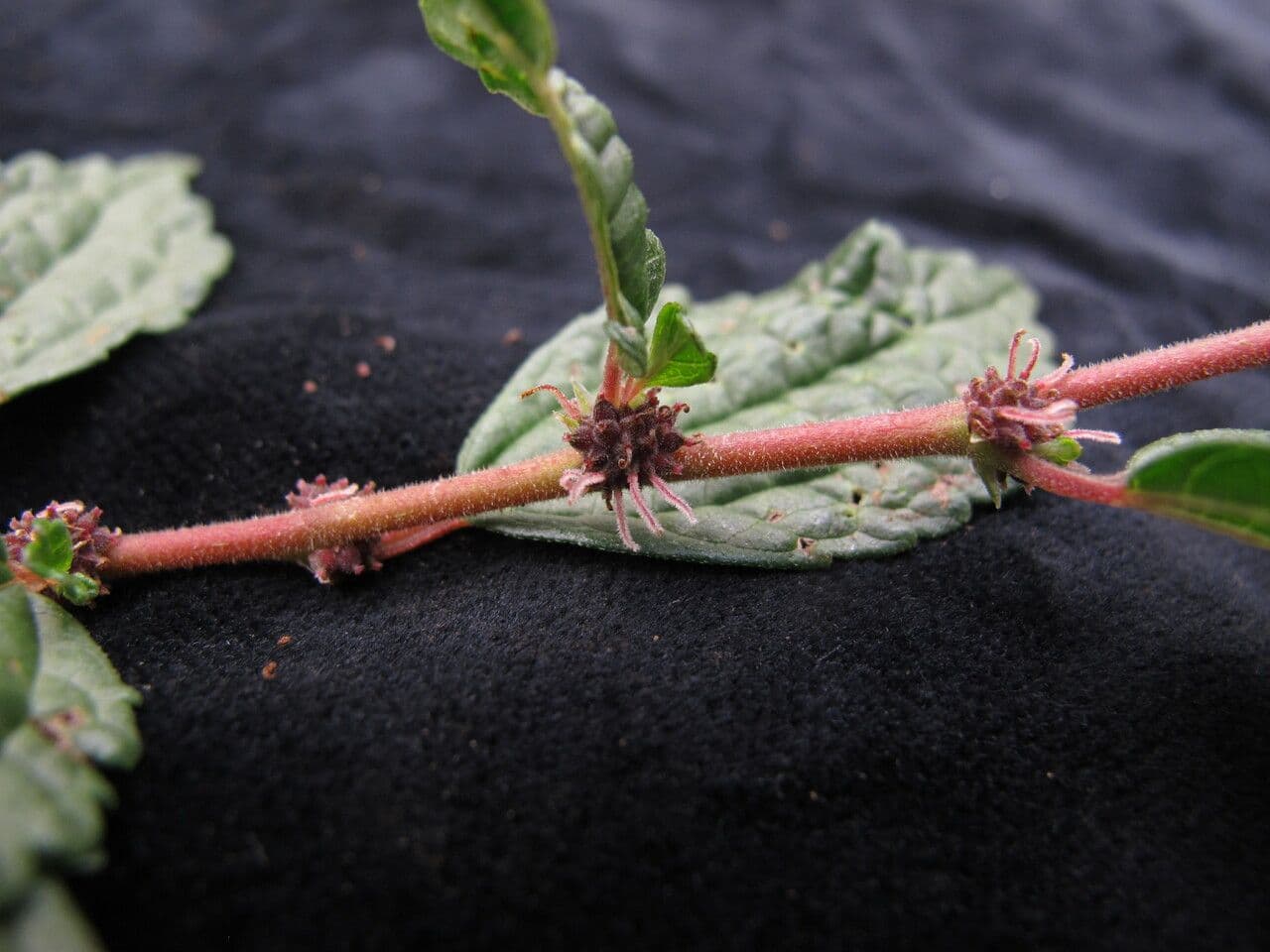 Boehmeria clidemioides 3