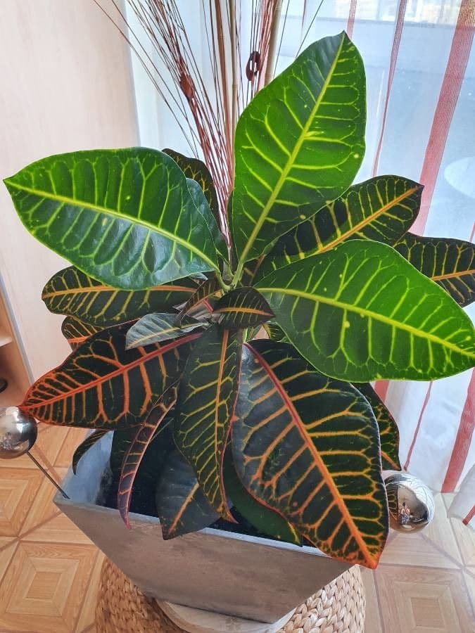 Croton variegato 14