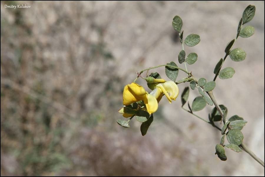 Colutea 3