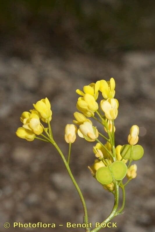 Biscutella arvernensis 23