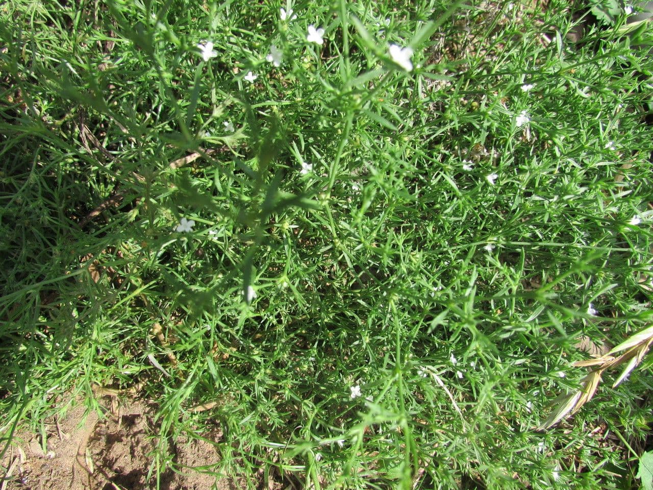 Polypremum procumbens 11
