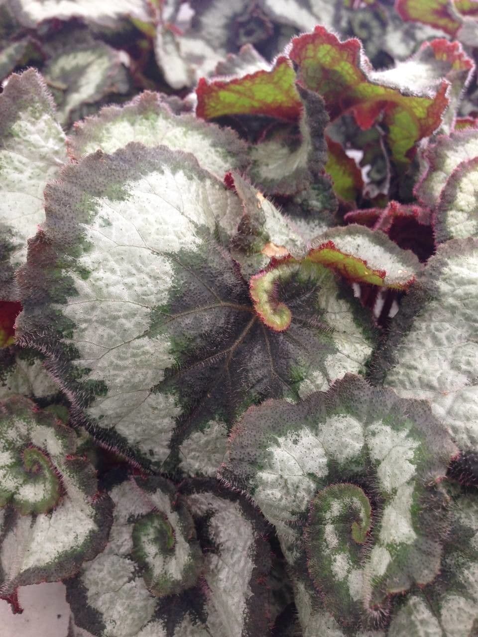 Begonia rex 18