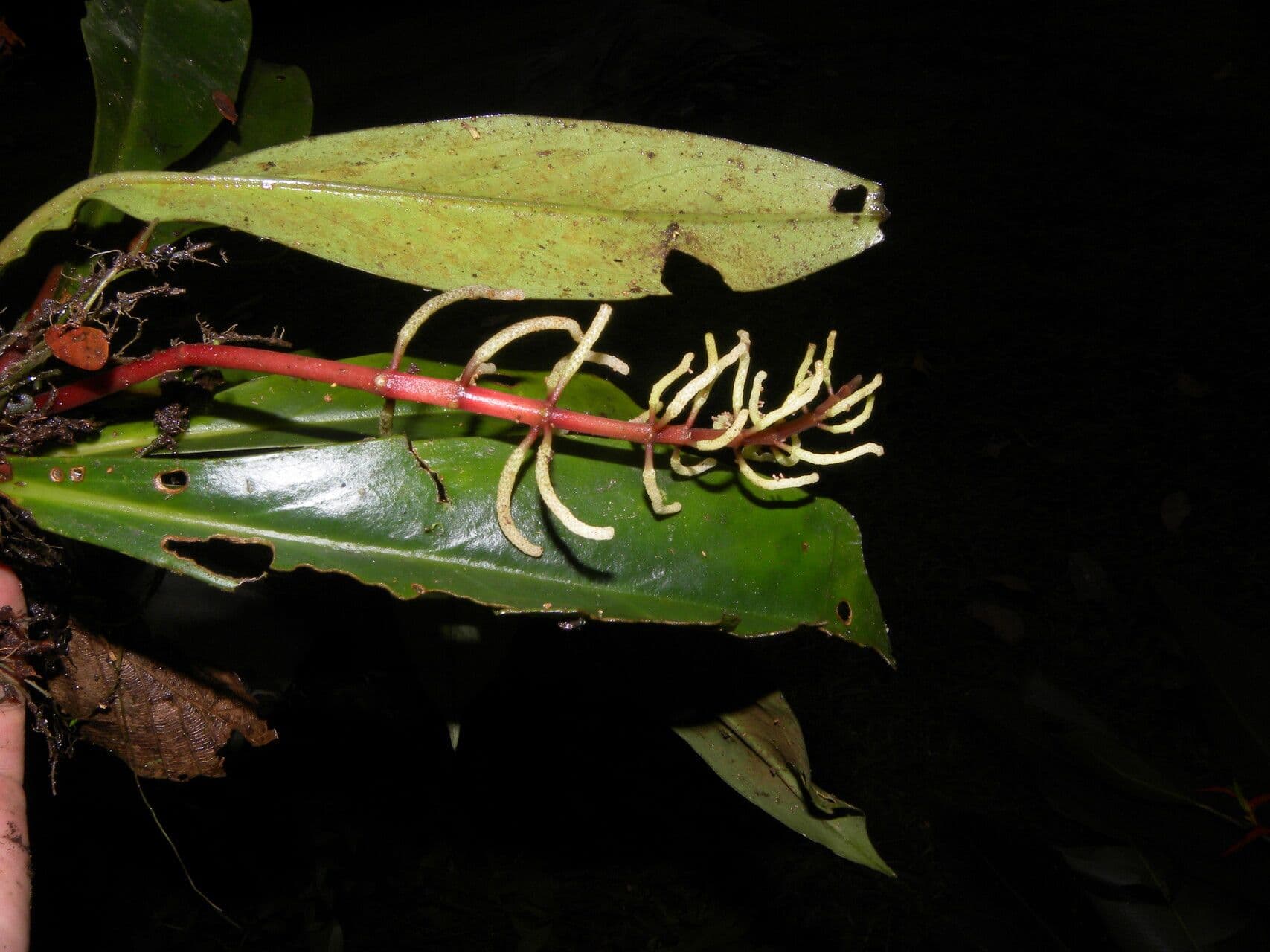 Peperomia