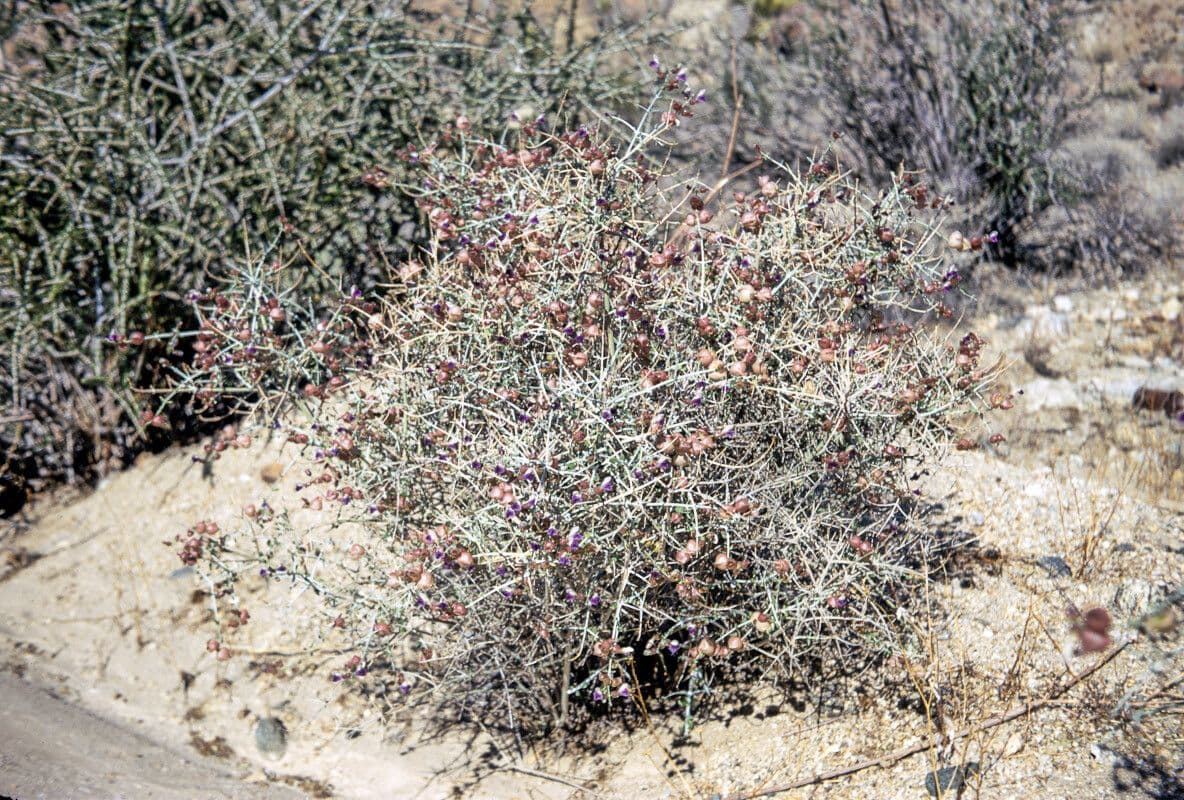 Scutellaria 3