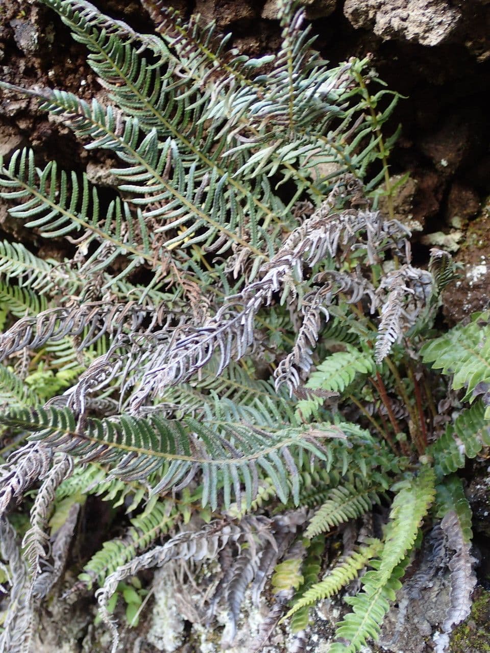Blechnum australe 6